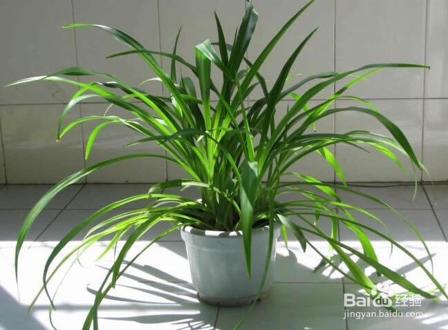 适合养在办公室的植物