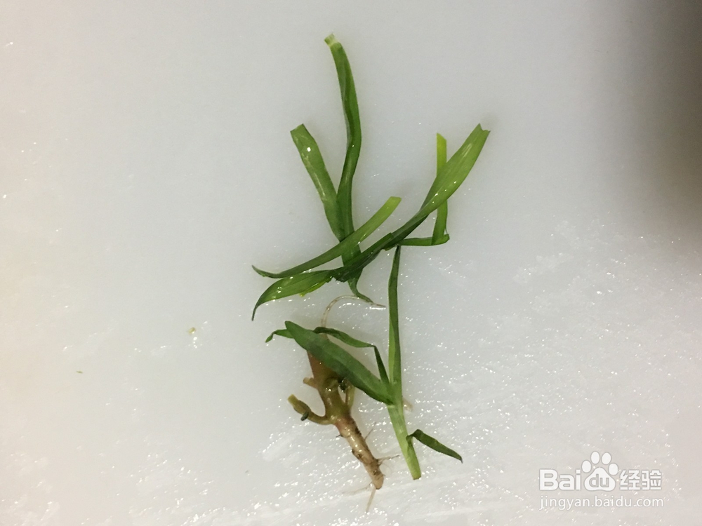 马苋菜怎样煮才好吃?