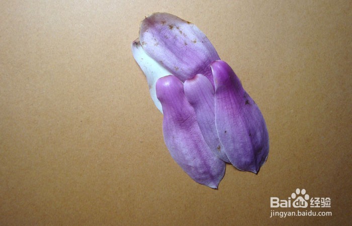 植物画如何拼装威武的霸王龙