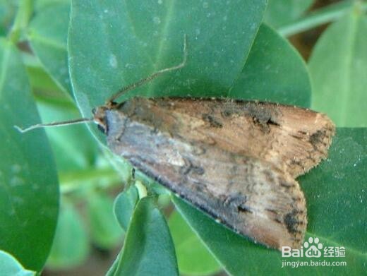 薄荷的养殖方法和注意事项