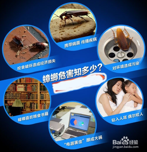如何消灭蟑螂 如何杀死蟑螂 如何预防蟑螂生长