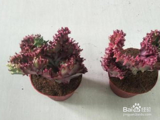 彩麒麟的养殖方法是什么？