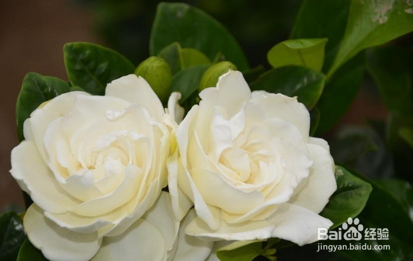 栀子花开——百度美文