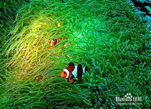 来薄荷岛玩潜水 夏天也可以拥有薄荷般的清凉