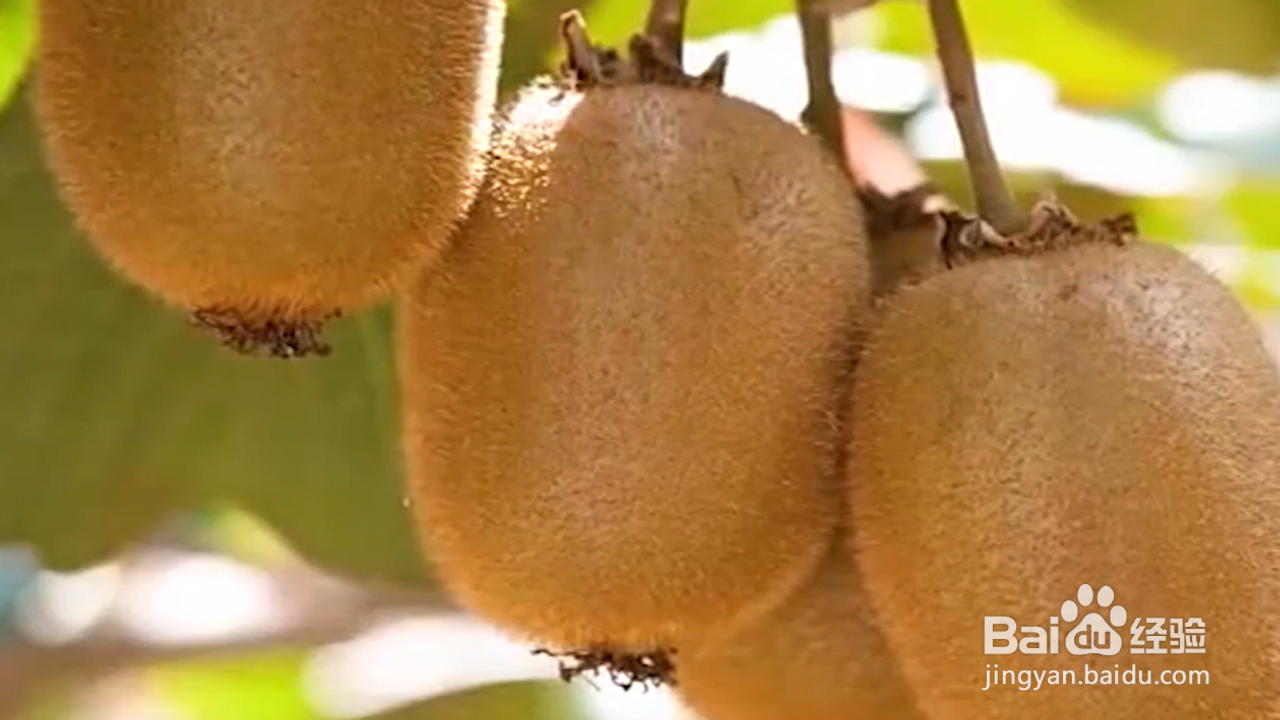 怎样学会实用的种植小技巧