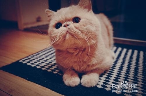 养加菲猫的注意事项