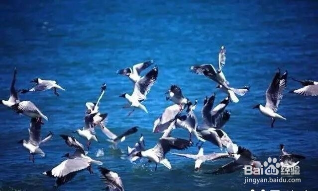 青海5大旅游景点攻略