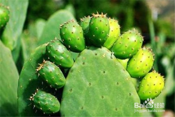仙人掌怎么养？