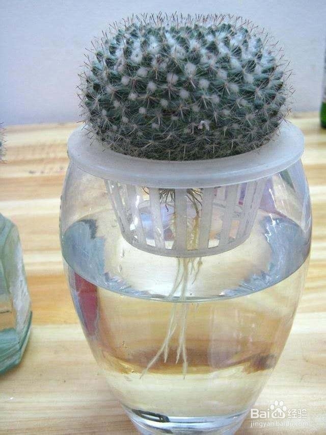 在办公室里养这几种水培植物,每天都有好心情!