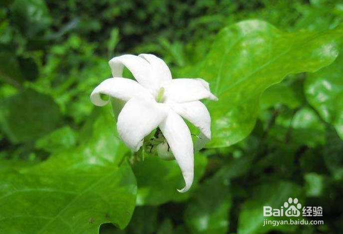 养护茉莉花需要注意哪些方面