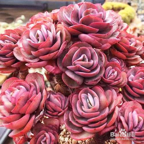 秀妍的培育方法和注意事项