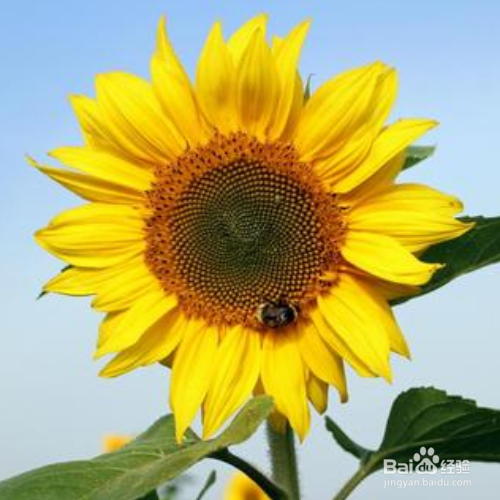 太阳花怎么掐头爆盆