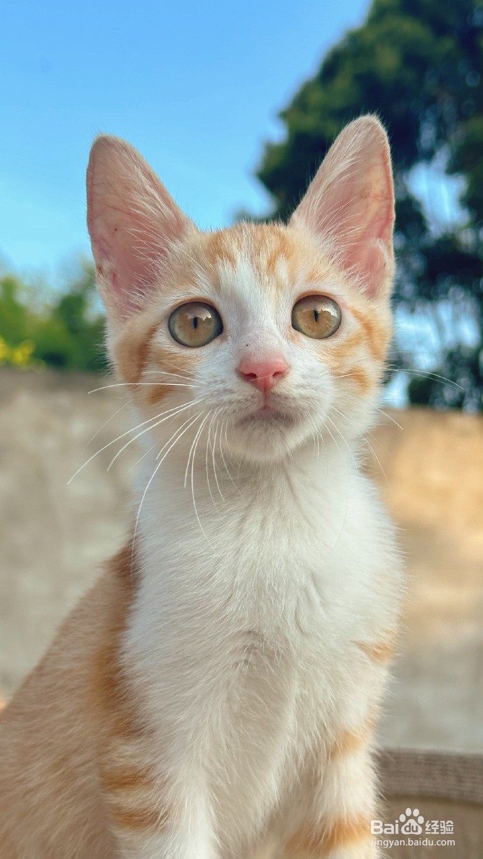 关于猫咪的6个冷知识，你知道吗