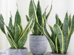 虎皮兰长得慢怎么解决？