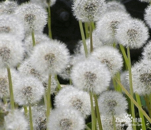 盆栽蒲公英的种植方法