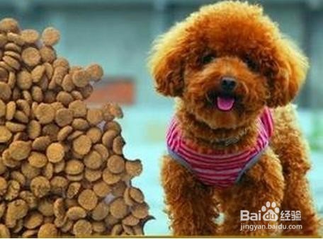 怎样科学喂养贵宾犬