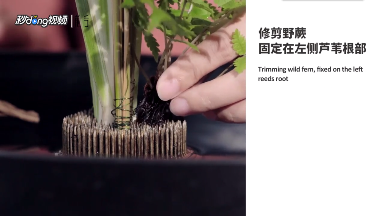 郁金香与芦苇怎么插花