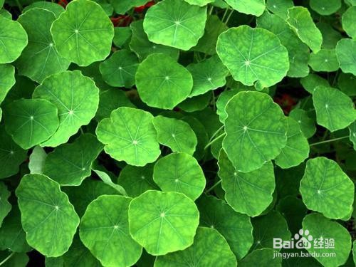 铜钱草的养殖方法和注意事项