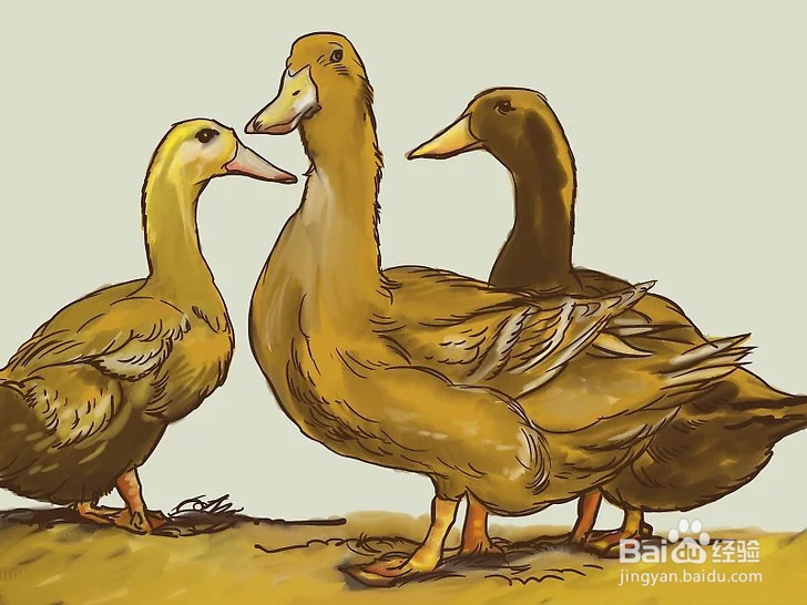 如何照顾小鸭子