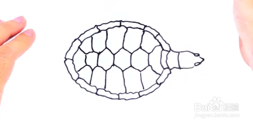 画出龟壳的花纹,如图所示.
