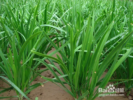 喉咙卡鱼刺该怎么办？