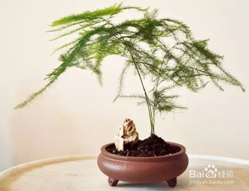 文竹的养殖和栽培方法