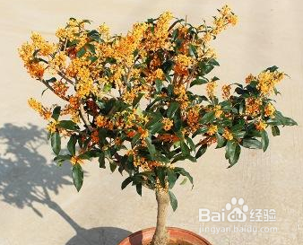 冬天北方盆栽桂花怎么过冬