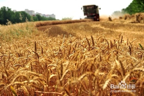 <b>收小麦的过程是怎样的</b>