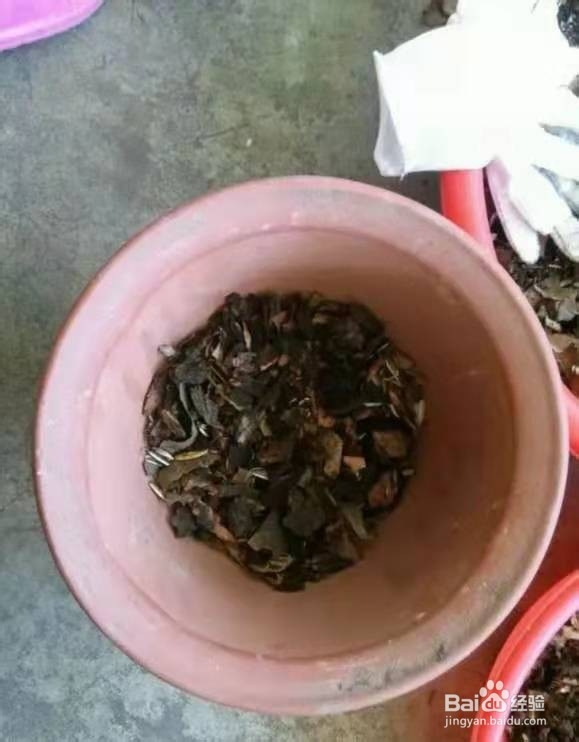 养君子兰，盆边撒点“小东西”，不施肥，开爆盆