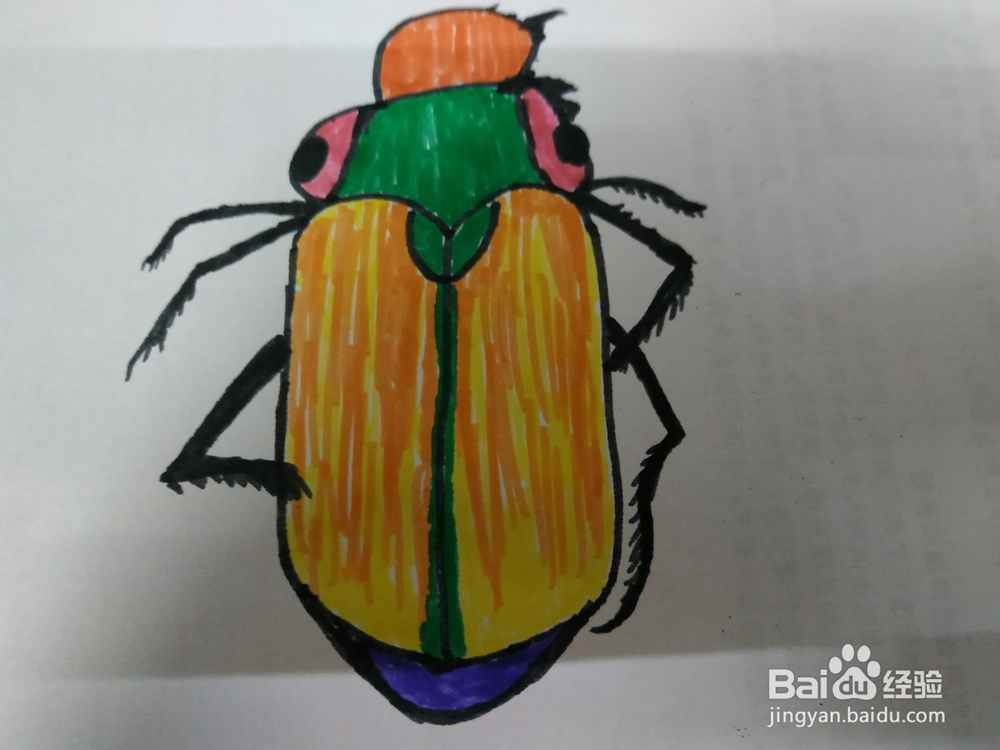 <b>如何画彩色画昆虫黄金龟</b>