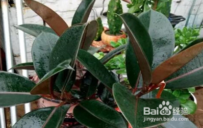 家里养这几种花，甲醛全跑光