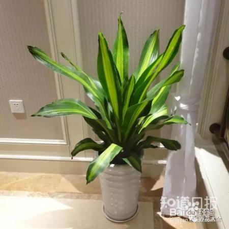 雾霾天,这20种花摆在家里最吸霾!