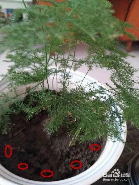 花盆边戳个洞，埋点它，花猛蹿狂长，叶子长成绿瀑布!