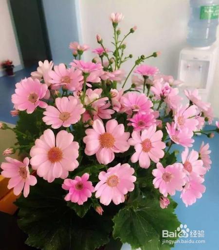 绿萝吊兰养腻了？这5种花比绿萝好看100倍