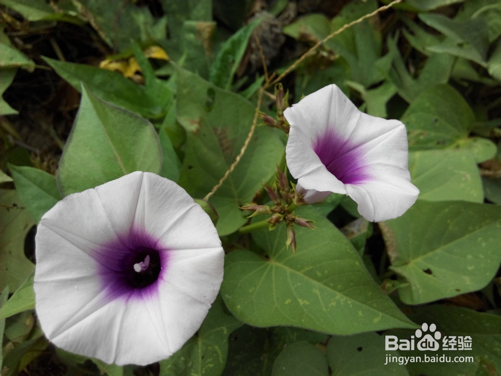 周末去哪里——带孩子去田间走走