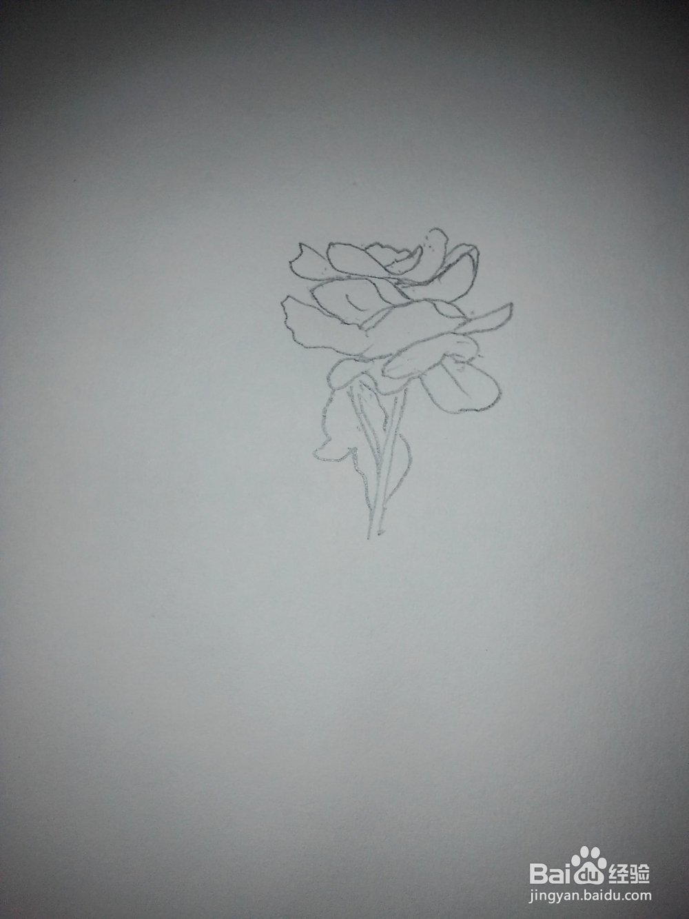 工笔玫瑰花的画法