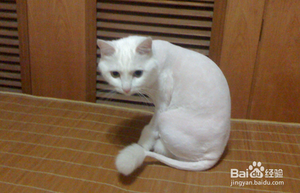 如何才能挑选一只健康亲人的猫咪作为宠物饲养
