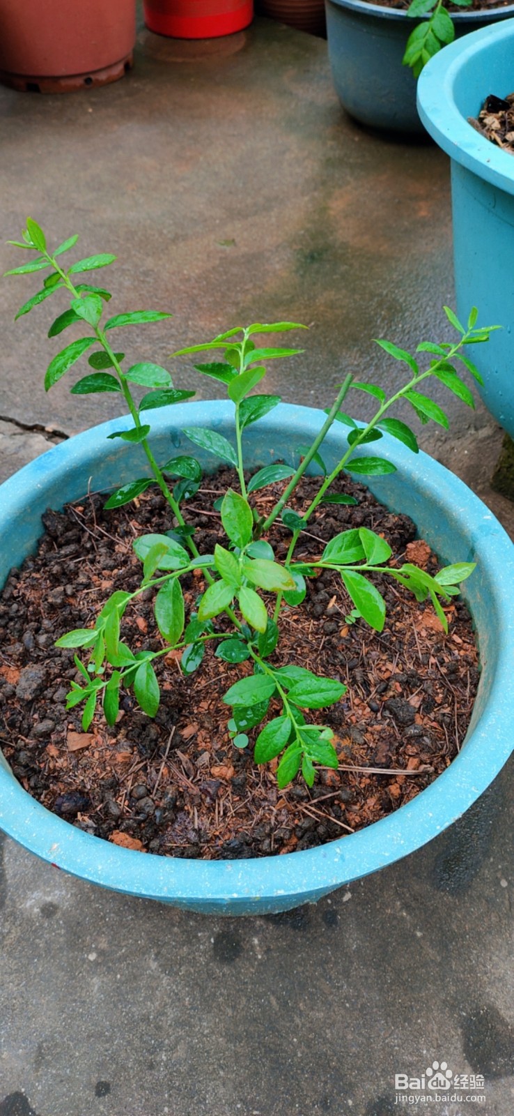 蓝莓果实和结果习性