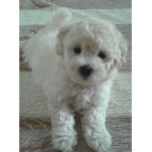 一定要知道的幼犬饲养注意事项