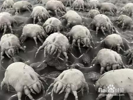 教你4个可行的除螨小技巧