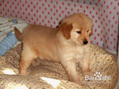 一些日常中容易被主人误导的金毛犬的信号