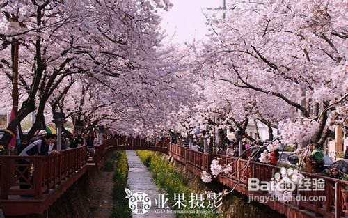 去日韩欣旅游赏樱花攻略