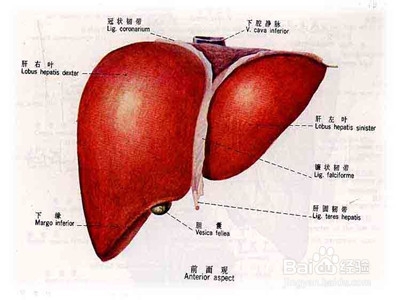 不放屁有坏处