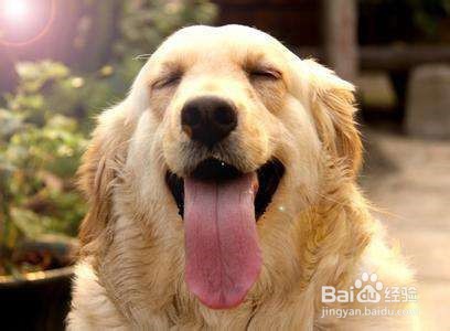 养好金毛犬的方法