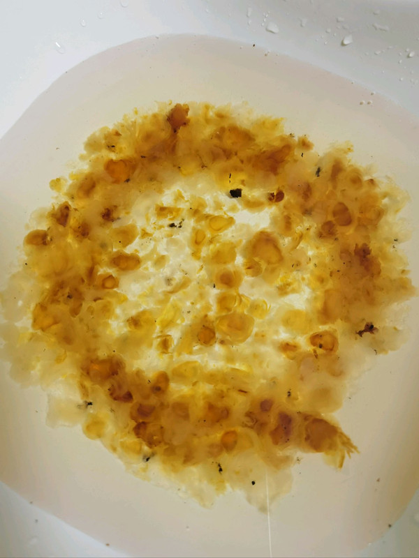 木瓜牛奶炖桃胶