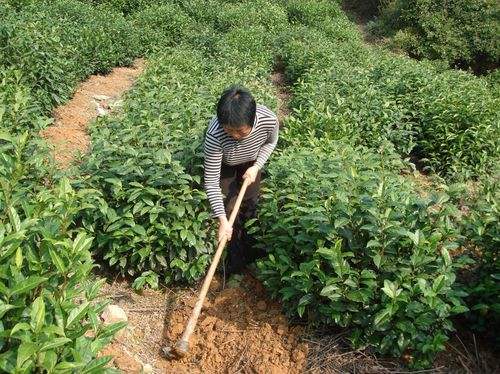 茶叶种植,如何提高茶叶品质