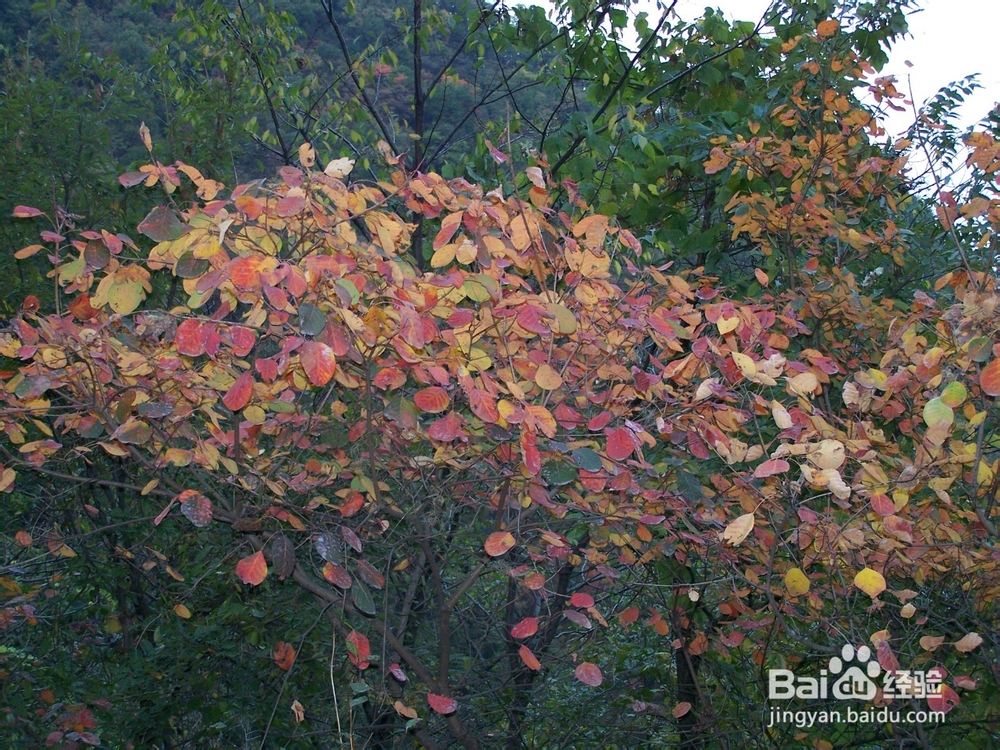避暑胜地重渡沟，山清水秀自古有