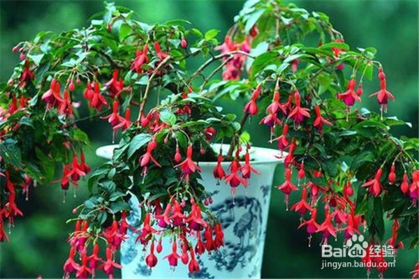 倒挂金钟的养殖方法和注意事项有什么?