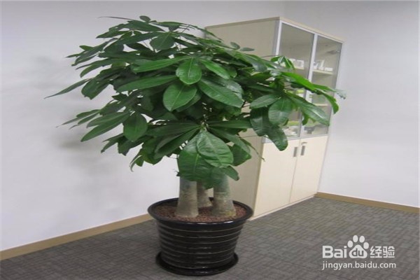 招财树的养殖方法和注意事项都有哪些？