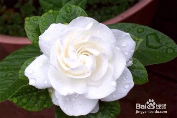 栀子花的养殖方法和注意事项有哪些?